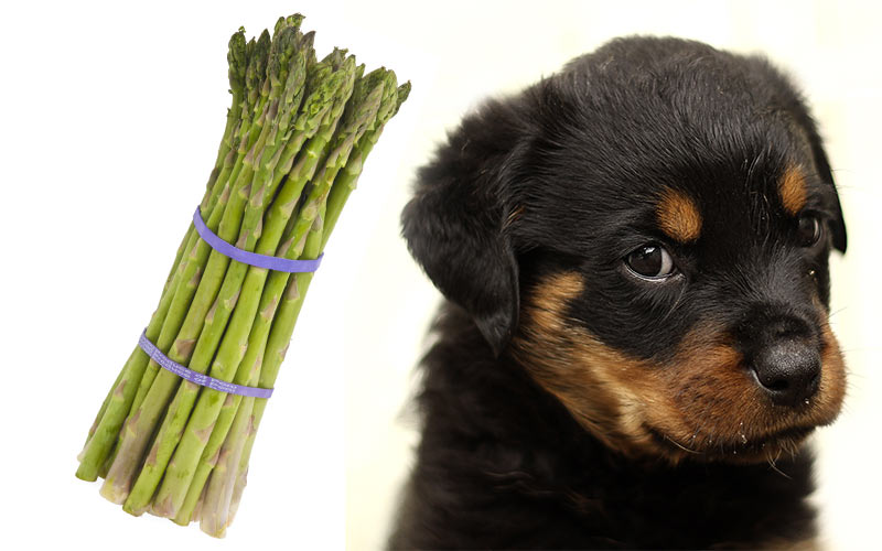 is asparagus bad for dogs