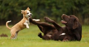 healthy dogs playing in the grass