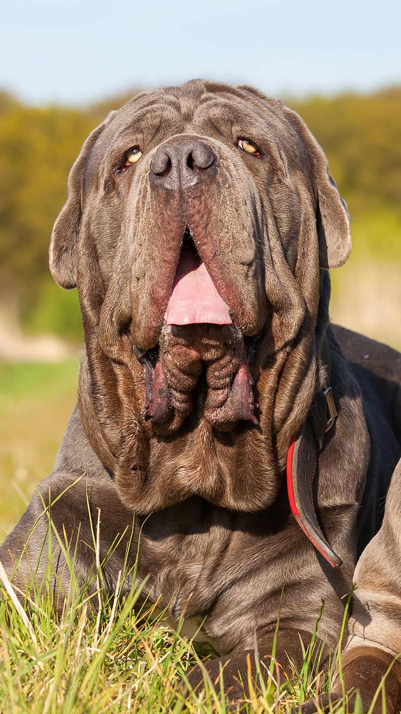 Too much skin may cause problems for this Neopolitan Mastiff. Find out all about Dog Shape in this article