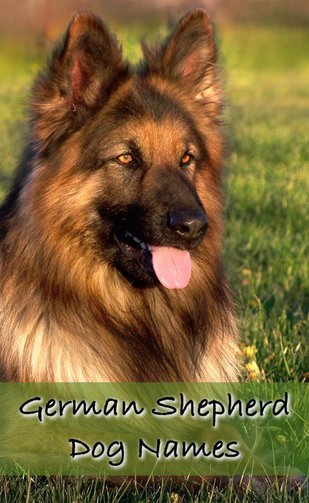 German Shepherd Names: Over 200 Great Ideas for Boy and Girl Dogs