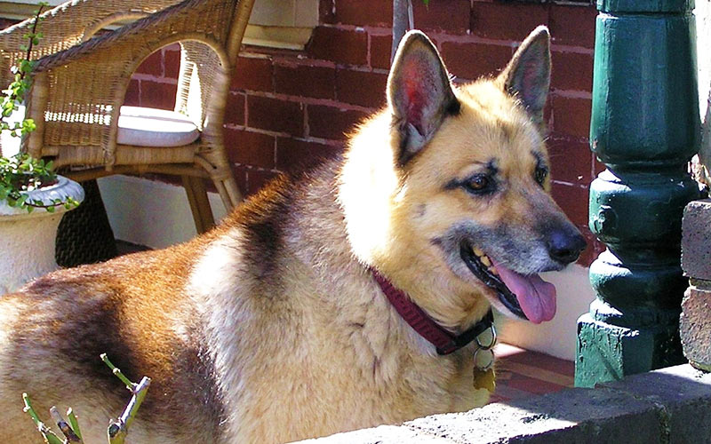 alaskan husky german shepherd