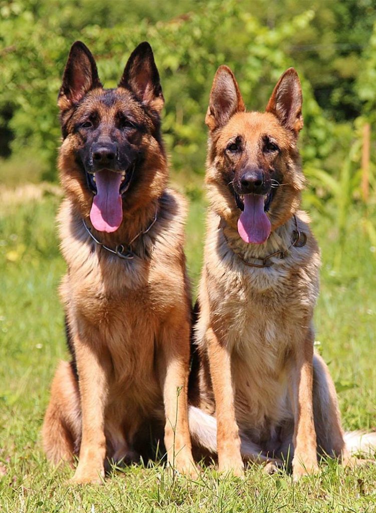 German shepherd store names male indian