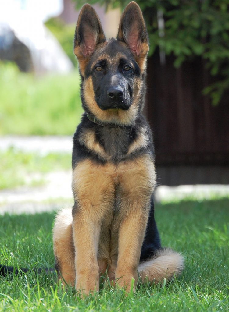 german shepherd best names