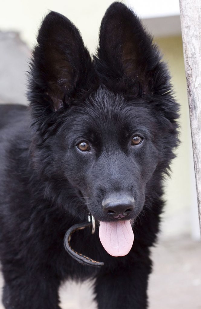 black german shepherd mix