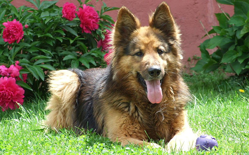 liver and tan german shepherd puppies