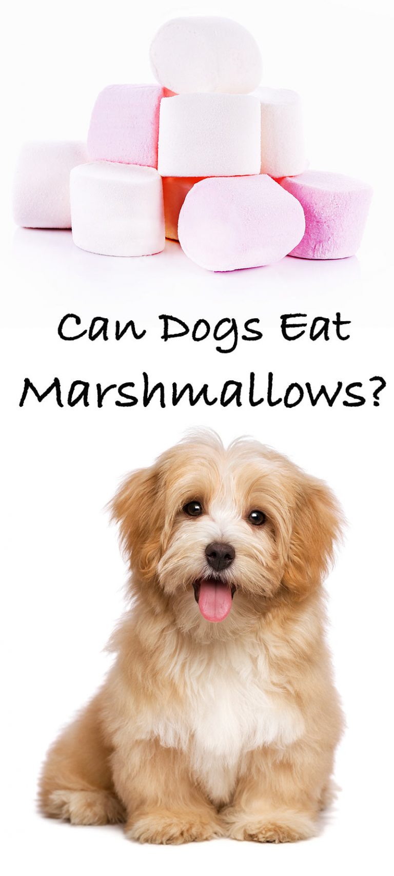 Can Dogs Eat Marshmallows A Guide to Dogs and Marshmallow