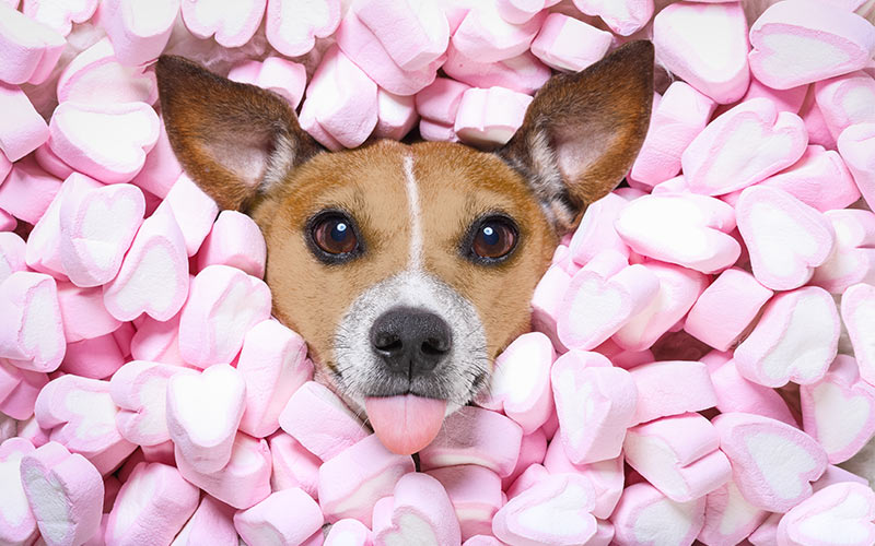 dogs eat marshmallows