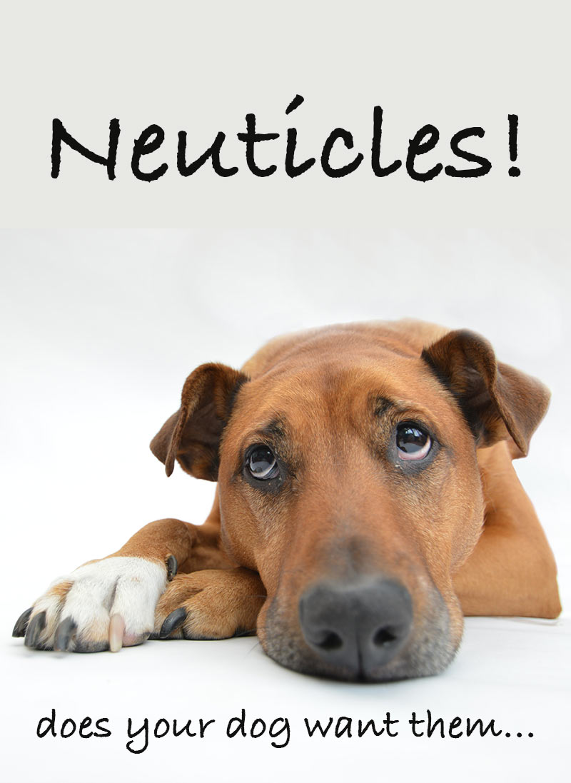 Neuticles - What are they and does your dog want some