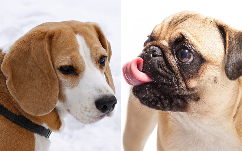 are puggles healthier than pugs