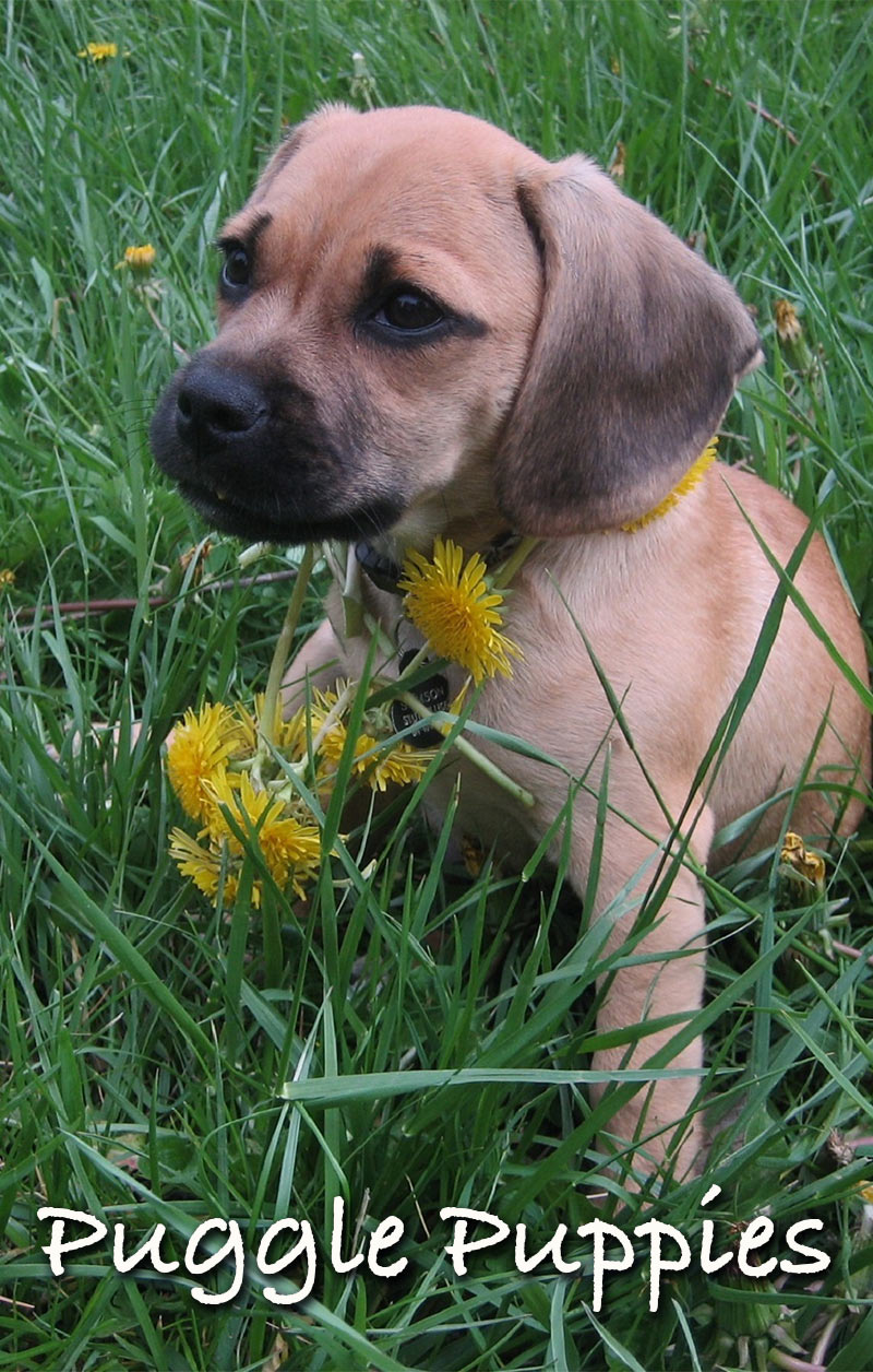 pug and beagle puppies