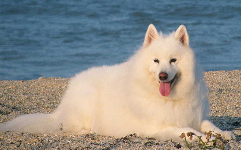 Dogs That Look Like Wolves