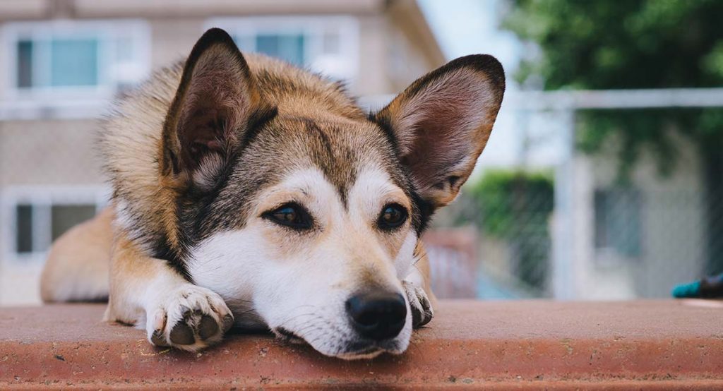 Should I Get A Dog We Help You Decide When The Time Is Right