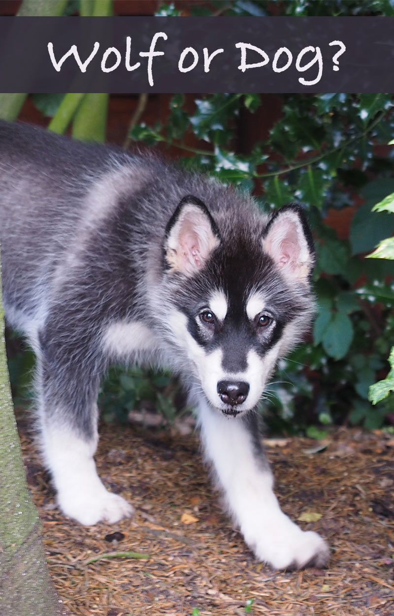 small dogs that look like wolves