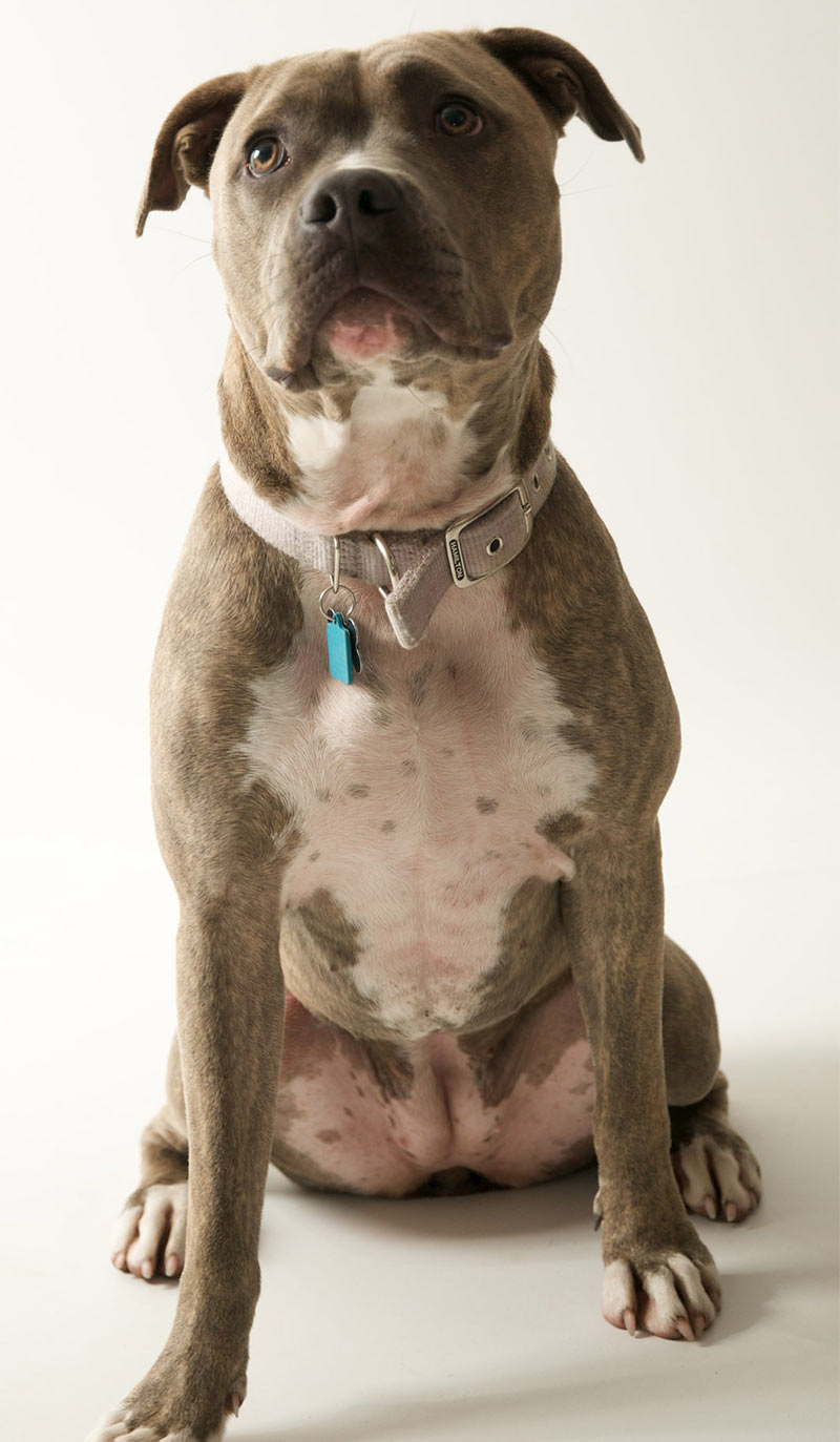 blonde blue nose pitbull