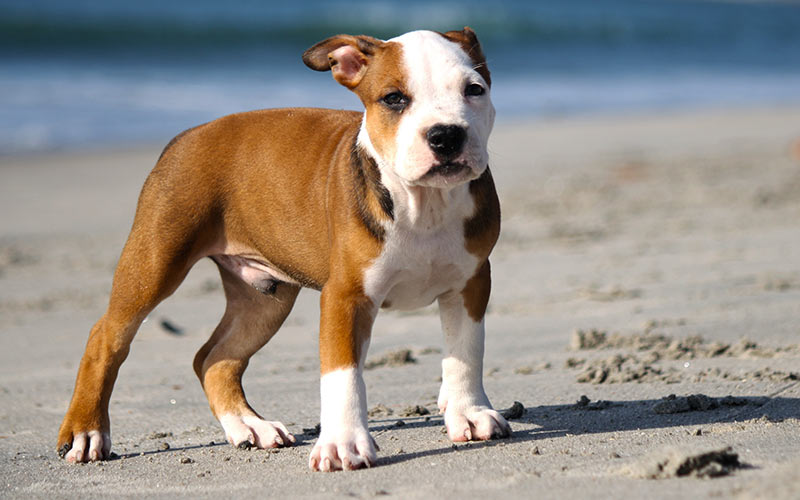 white pitbull female