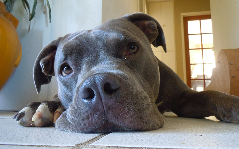 grey female pitbull