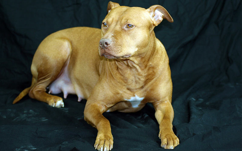 blonde blue nose pitbull