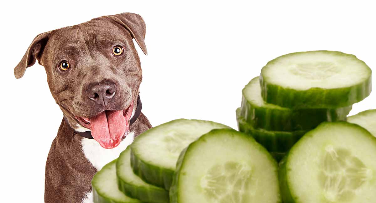 can dogs eat cucumbers