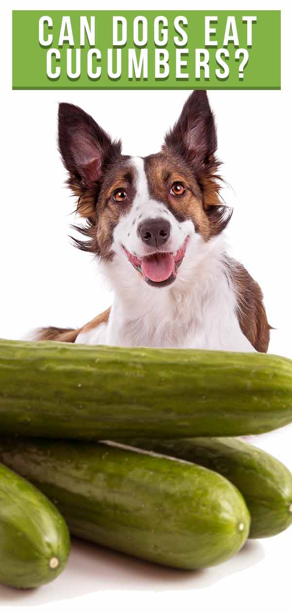 Can Dogs Eat Cucumbers? A Complete Guide To Cucumber For Dogs