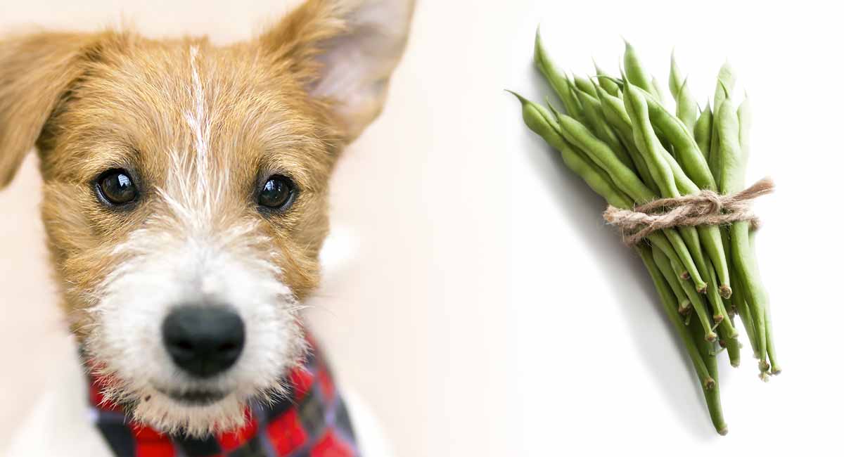 can dogs digest green beans