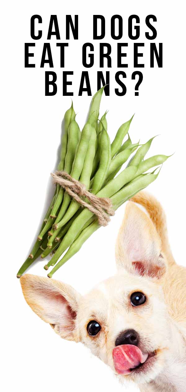 are raw green beans good for dogs