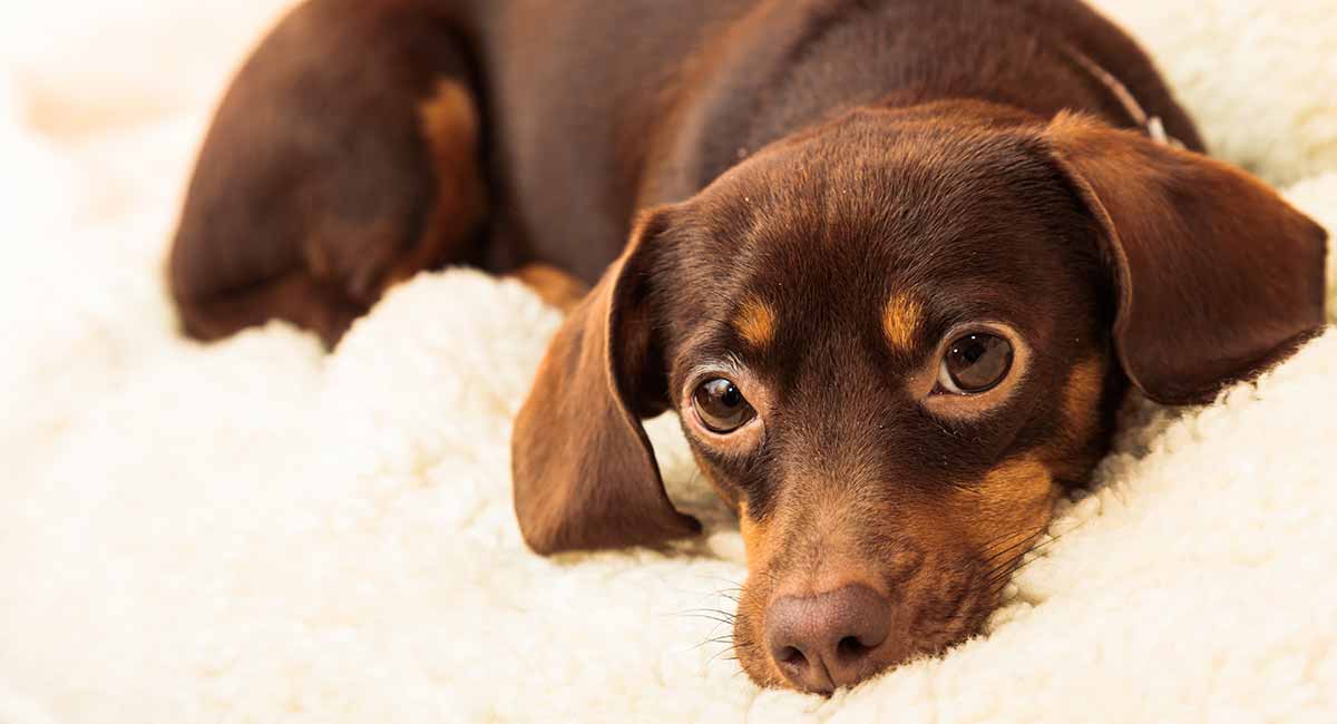 brown tan chihuahua dachshund mix puppy - chiweenie