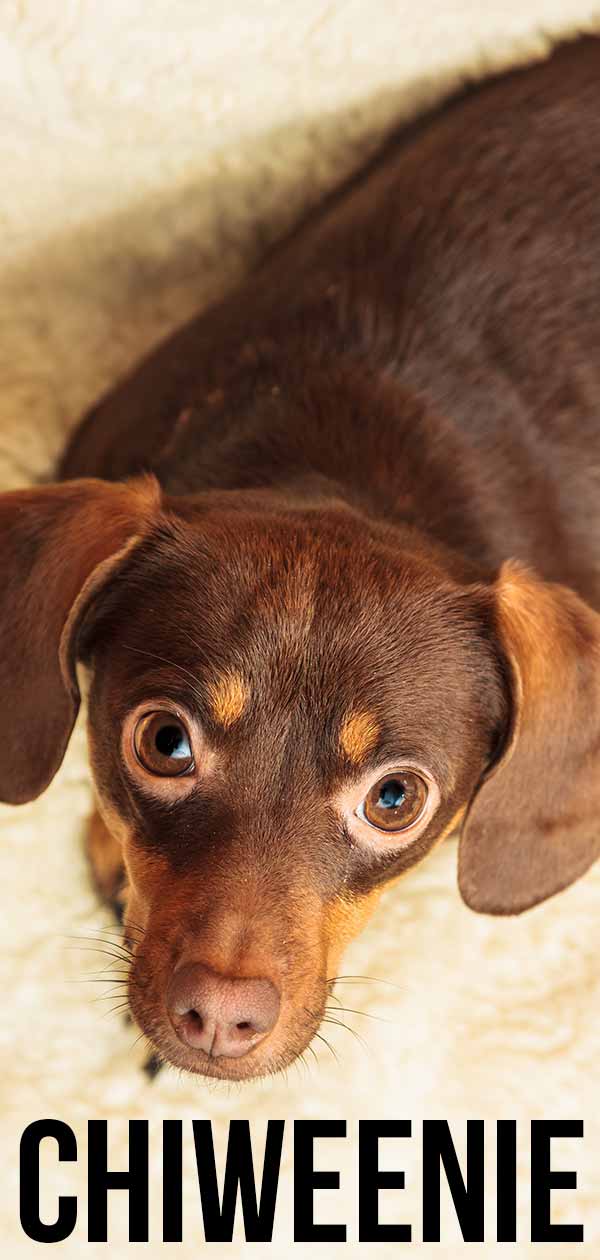 soulful eyes of a chihuahua dachshund mix puppy