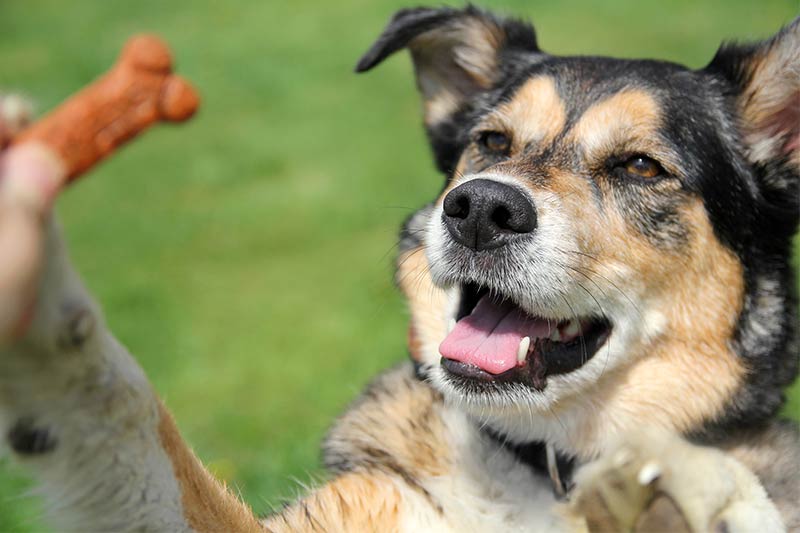 shepard border collie mix