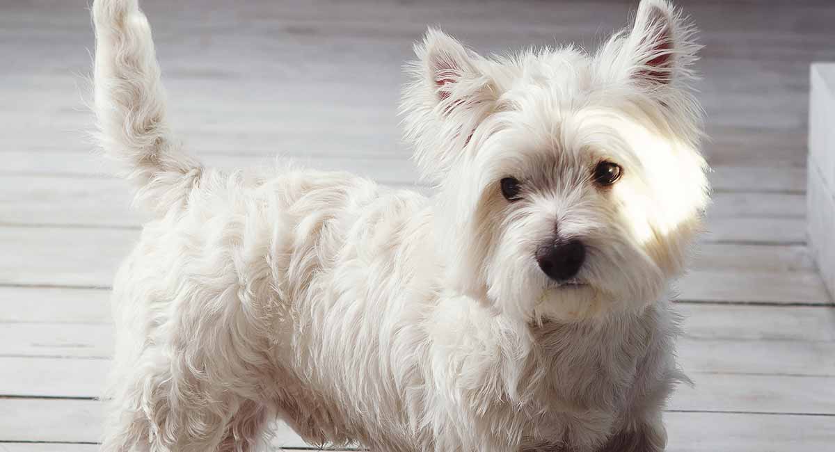 how big do west highland white terriers get