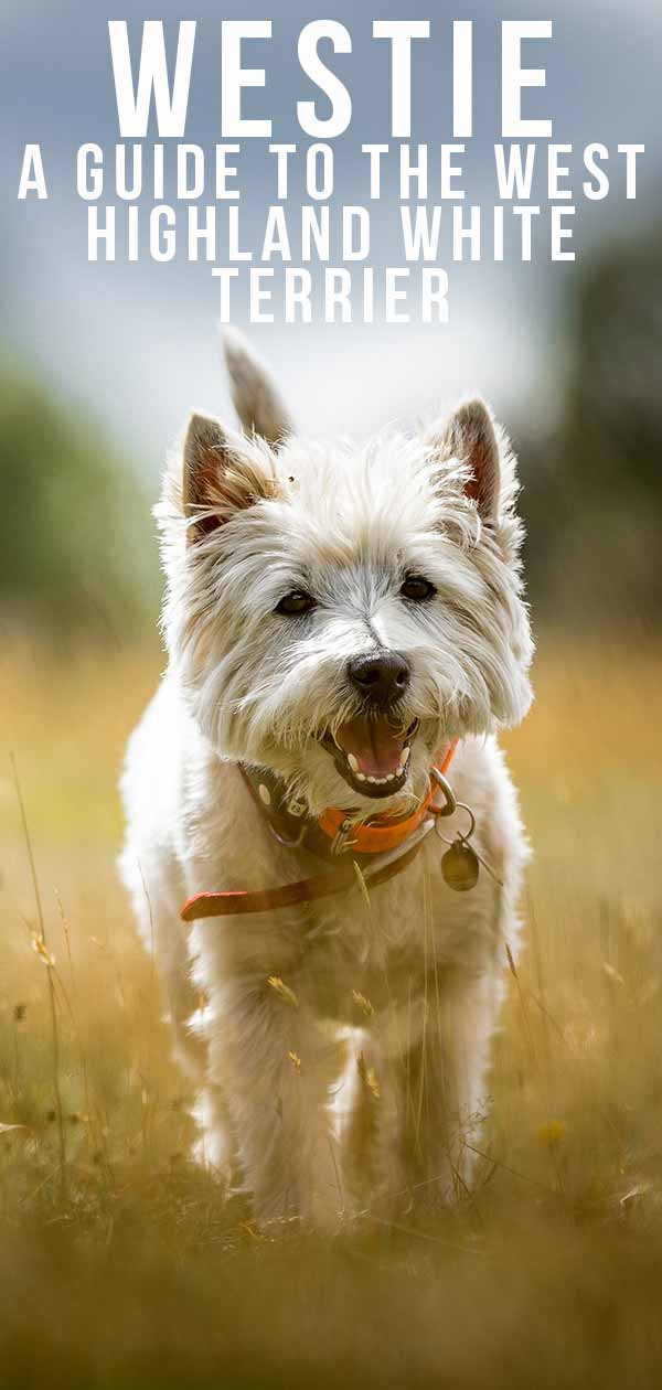 white westie puppy