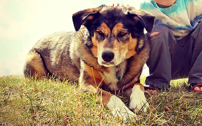 german shepherd collie mix puppies