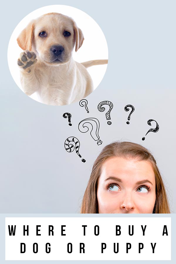 Where To Buy A Dog Or Puppy - A Guide To Reputable Dog Sellers