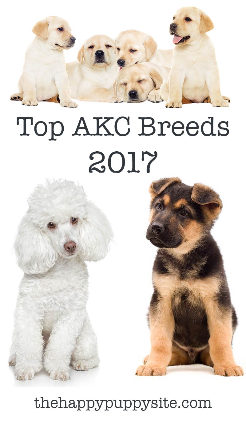 The Most Popular AKC Dog Breeds For 2017 The Happy Puppy Site