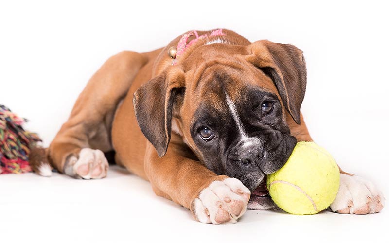  Cachorro boxer