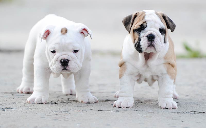 english bully dogs