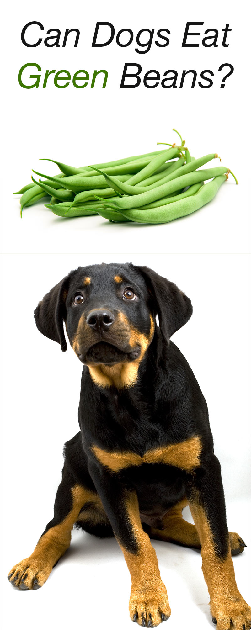 can dogs digest green beans