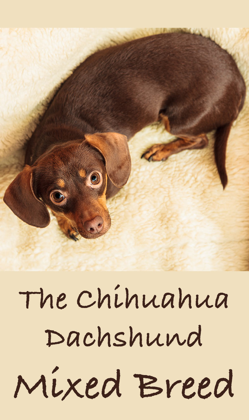 how big will a dachshund chihuahua mix get