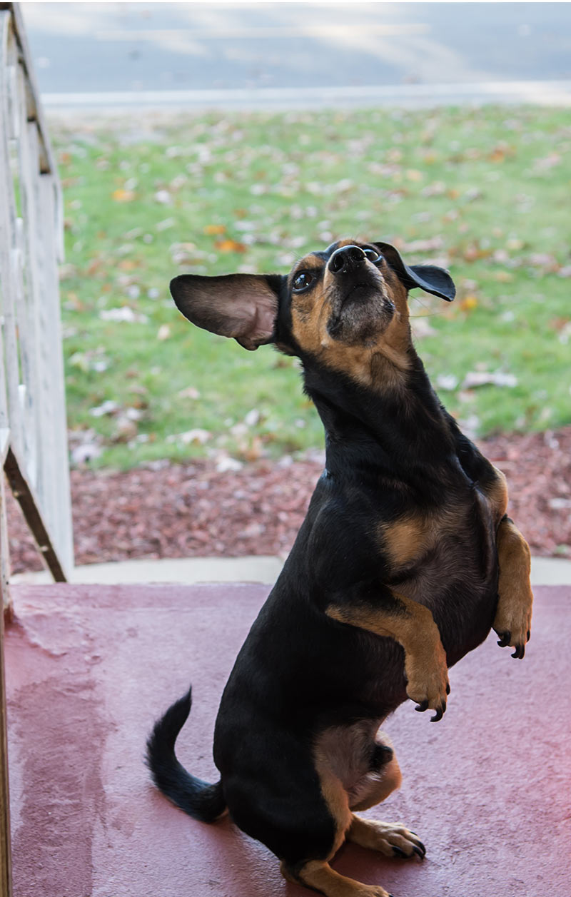 a Chihuahua Dachshund Mix on it's back legs- The Chiweenie