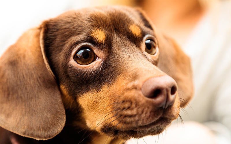 Adorable Chiweenie Chihuahua Dachshund Puppy