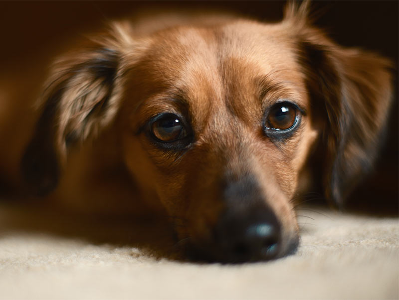 chiweenie - chihuhua dachshund mixes