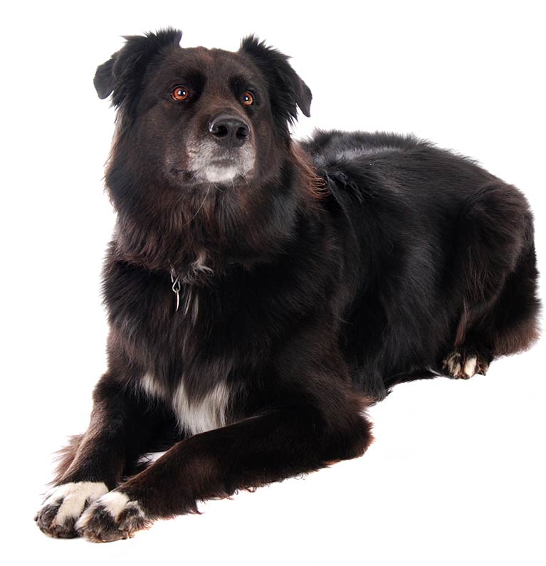 your complete guide to the Border Collie German Shepherd Mix dog!