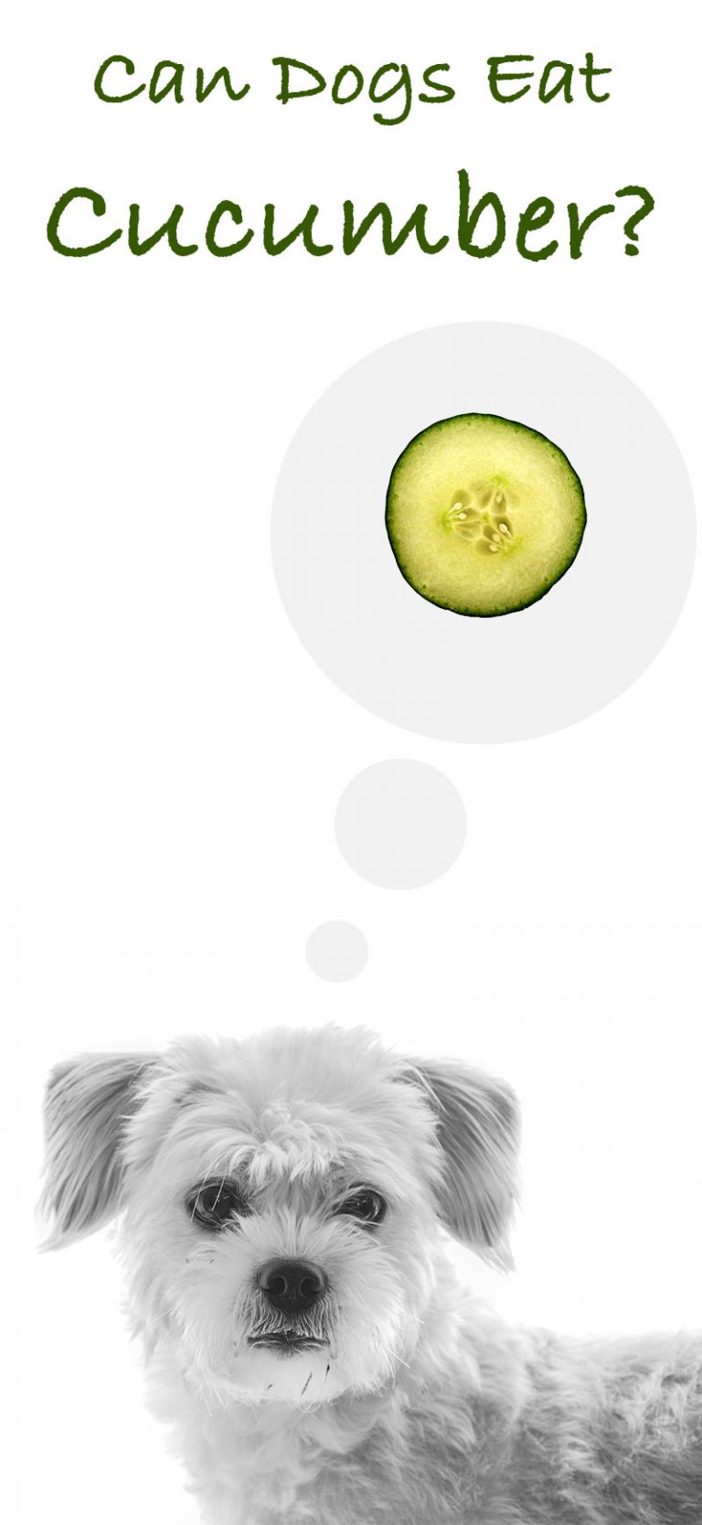 Can Dogs Eat Cucumbers? A Complete Guide To Cucumber For Dogs