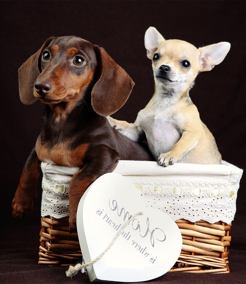 chihuahua and dachshund puppies in a box