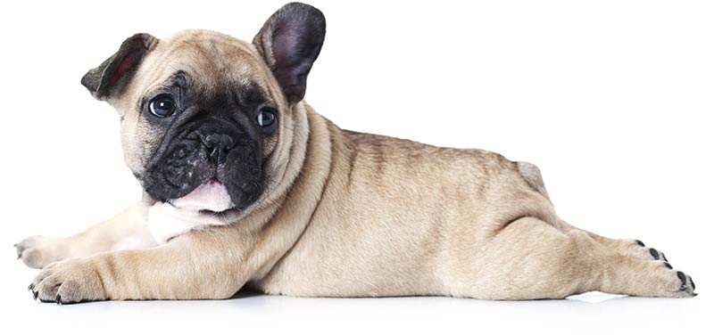 bulldog german shepherd puppies