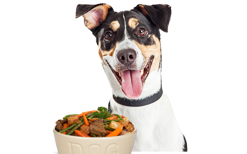 Can Dogs Eat Green Beans? A Guide to Green Beans for Dogs