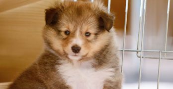 The Best Indoor Puppy Playpens