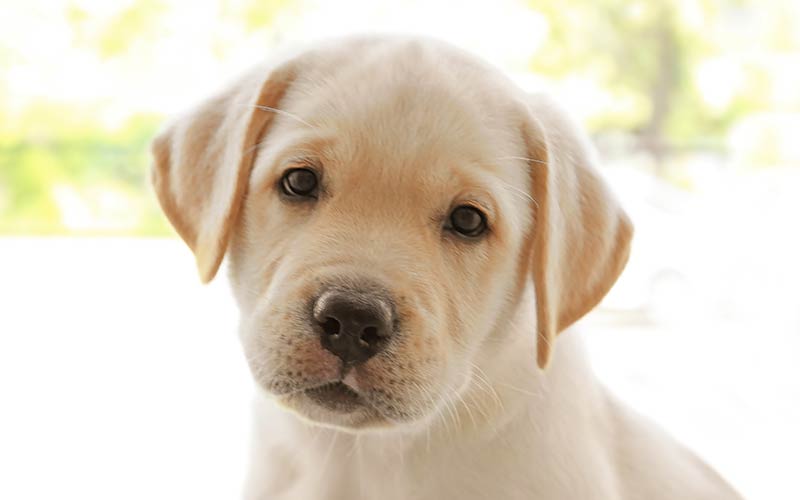 Puppy breeds with pictures