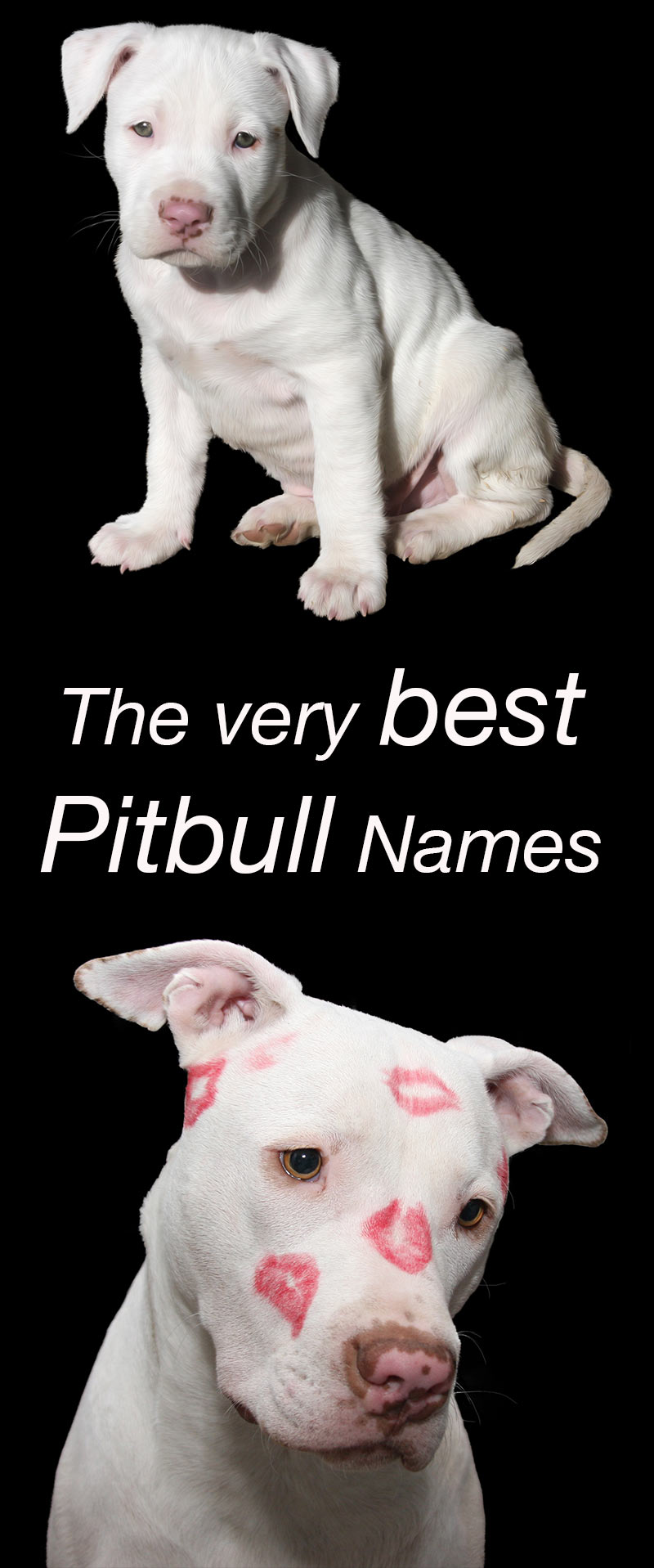 what should i name my white pitbull