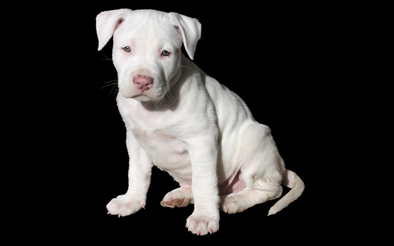 gangsta pitbull names