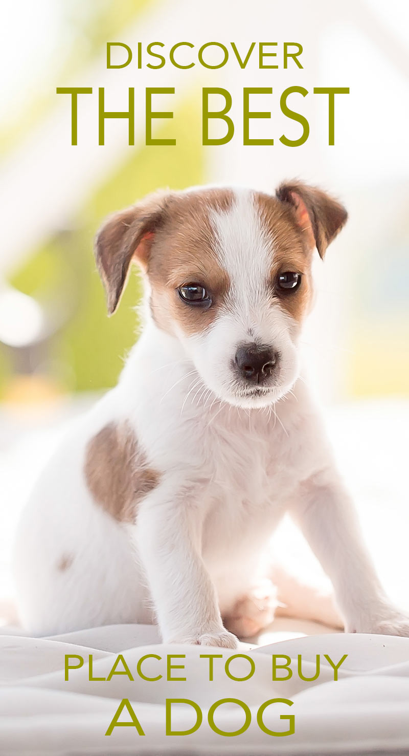 Where To Buy A Dog Or Puppy - A Guide To Reputable Dog Sellers